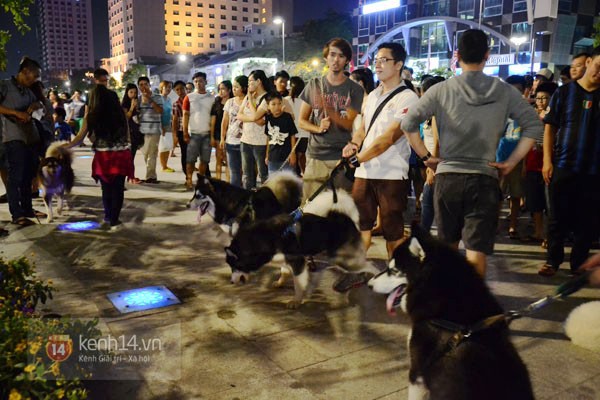 Phố đi bộ Nguyễn Huệ trước đây từng tràn ngập các loại chó đắt tiền.