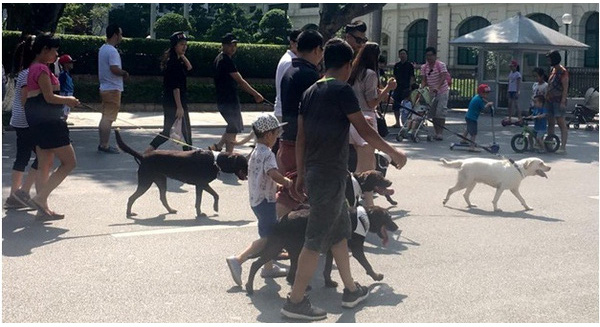 
Hình ảnh bầy chó diễu hành trên phố đi bộ, nhiều con có dây đeo nhưng hiếm thấy con nào mang rọ mõm. (Ảnh: Facebook)
