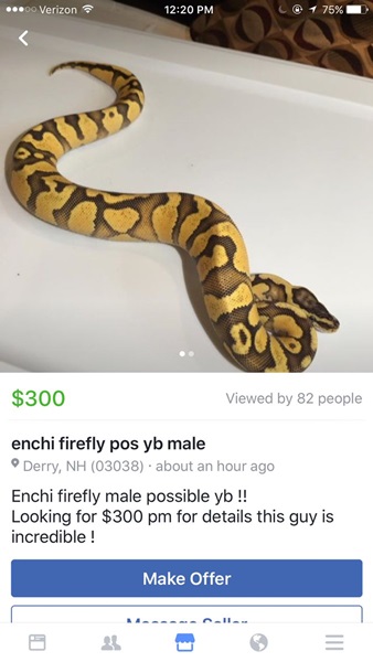 Ai đó muốn bán con rắn này với giá 300 USD nhưng đã bị Facebook gỡ bài.