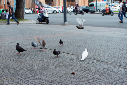 
Những chú chim bồ câu đáp xuống nhặt thức ăn
