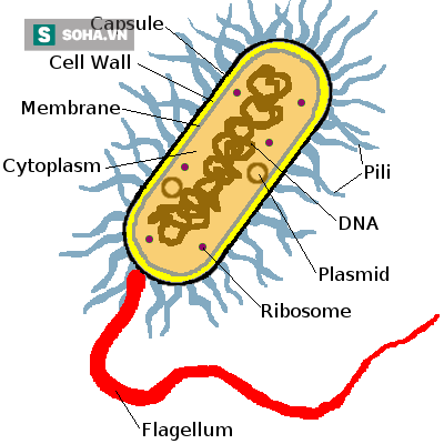 
Hình 1: Cấu trúc vi khuẩn.
