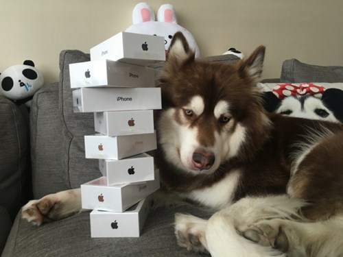 Vương Tư Thông vừa mua cho Vương Coco - cô cún cưng 8 chiếc iPhone 7.