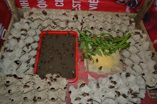 Thức ăn của dế chủ yếu là cám và rau muống.