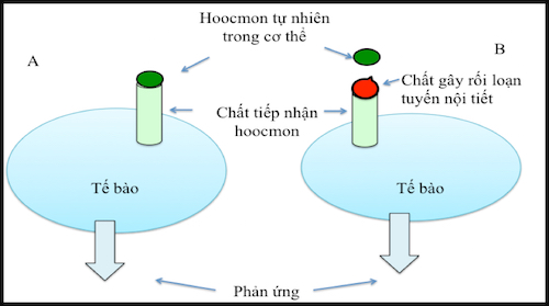 A: Hooc-môn tự nhiên phản ứng với chất tiếp nhận hooc-môn trong tế bào: B: EDC gây kích thích giả lên tế bào do có cấu trúc tương đồng với hooc-môn trong cơ thể
