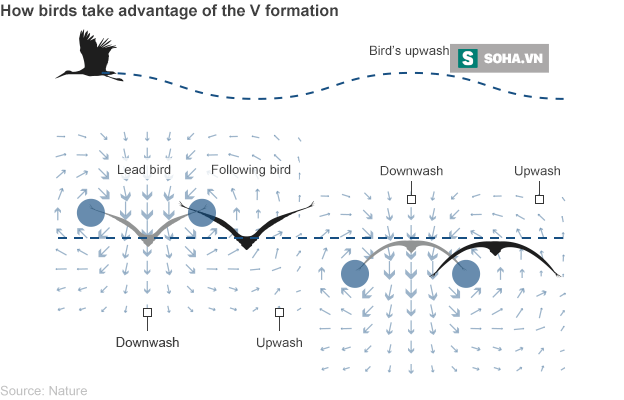 
Lý giải sự bay theo hình chữ V của loài ngỗng. Ảnh Internet.
