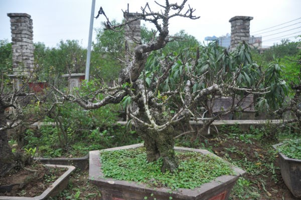 Vườn đào bạc tỷ ở Nhật Tân được lắp điều hòa để bung hoa đúng Tết - Ảnh 2.