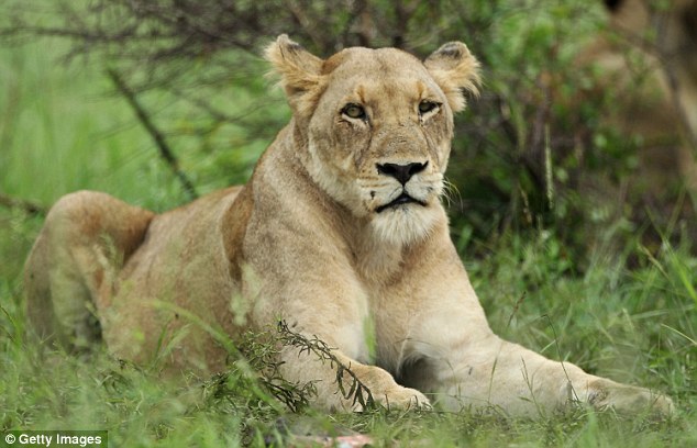 Lượng testosterone tăng cao khiến cho sư tử cái có nhiều hành vi nam tính hơn