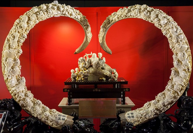 Ngày nay, ngà voi ma mút được chạm khắc kỳ công và bán với giá 1 triệu USD cho mỗi chiếc. Chapple cho hay mức giá cao đã nhanh chóng thúc đẩy nhu cầu ngà voi ở Trung Quốc.