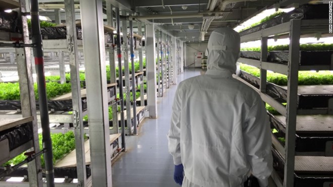 Công nhân tại đây phải mặc bộ đồ liền thân và đeo mặt nạ để giữ cho môi trường luôn sạch sẽ.