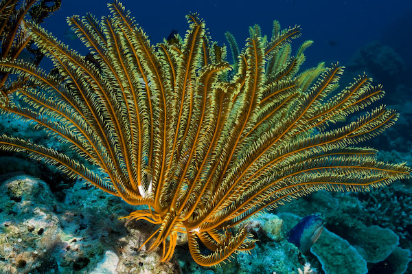 
Đây là dạng thường thấy của huệ biển - bám cố định trên đá và san hô
