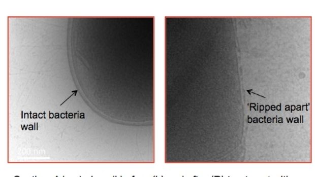 Hình ảnh thành tế bào vi khuẩn bị polymer peptide phá vỡ