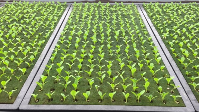 Thời gian từ khi gieo hạt tới khi thu hoạch là 40 ngày, ít hơn nhiều so với trung bình 2 tháng của phương pháp canh tác truyền thống.