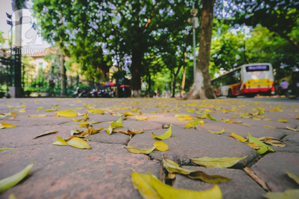 
Mùa thu chớm về là khi những chiếc lá vàng se sắt bất chợt “rủ” nhau đổ ào xuống nền đất.
