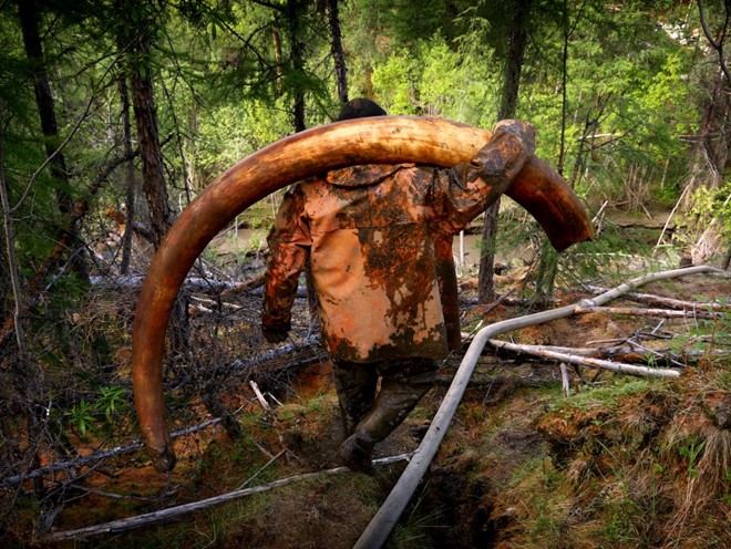 Một số người may mắn tìm thấy ngà voi trong khi những người khác tốn tiền và công sức mà không thu về kết quả.