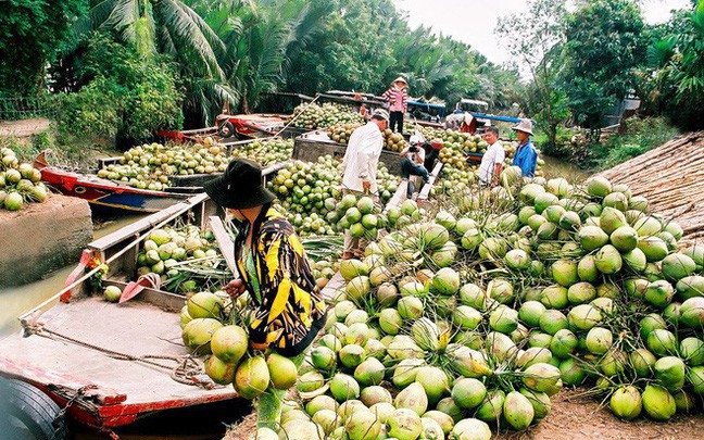 Lazada đưa dừa Bến Tre lên sàn TMĐT: Trận đấu mới với toàn 