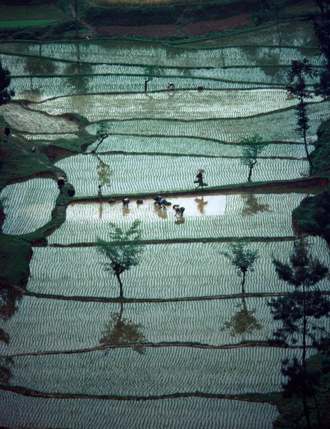 Ruộng lúa khu vực Lạc Sơn, tỉnh Tứ Xuyên. Trong ảnh các nông dân đang cấy mạ.