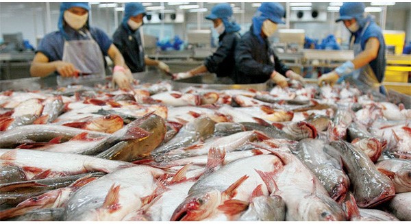 Giám đốc Công ty Thủy sản Bến Tre khẳng định người Nhật không bao giờ ăn những con cá có dấu hiệu bị giết trong đau đớn trong khi nhiều người Việt chẳng thể phân biệt được chuyện này. Ảnh: CafeBiz