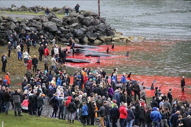 
Hàng trăm người dân trên đảo Faroe có mặt tại bờ biển để chứng kiến cảnh cá voi bị tàn sát.
