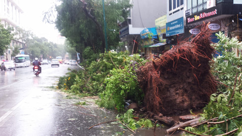 
Gió giật mạnh khiến nhiều cây to trên đường Lý Thường Kiệt bật gốc
