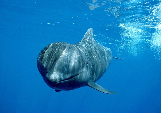 
Một số hình ảnh được ghi nhận trong những mùa săn bắt cá voi trước đây.
