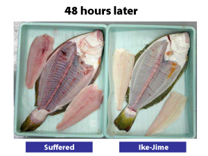 
Thịt cá giết bằng phương pháp Ikejime và phương pháp thường sau 48 tiếng.
