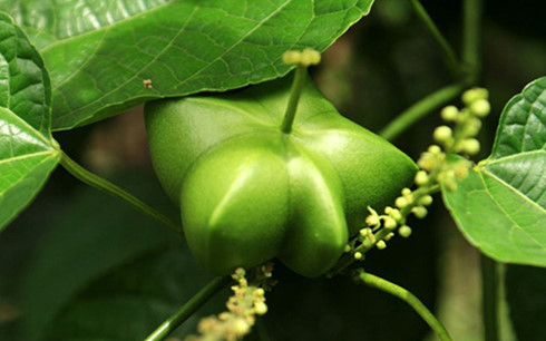 Quả Sachi sau khi được trồng và thu hoạch được mênh danh là“Ông vua của các loại hạt”, “Siêu thực phẩm mới”…
