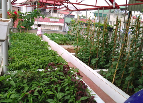 
Xây bồn trồng rau trên sân thượng đang là xu hướng mới của dân thành thị
