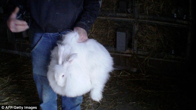 
Những chú thỏ Angora trước khi bị vặt lông.
