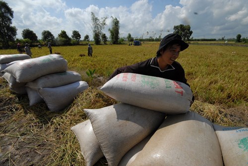 
Xuất khẩu gạo hàng đầu thế giới, nhưng thu nhập của nông dân Việt Nam ở mức rất thấp. Ảnh: Phương Chăm
