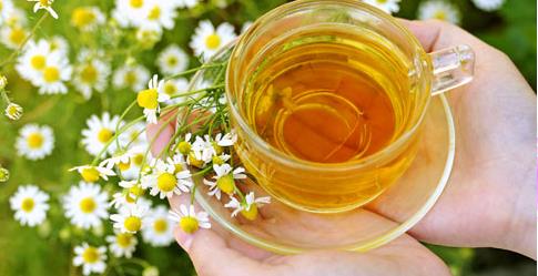 Cúc La Mã thường xuyên được sử dụng như một loại thảo dược, một loại trà không chứa chất caffeine, có tác dụng giúp người uống dễ đi vào giấc ngủ và làm giảm lo lắng nhờ các hợp chất tự nhiên có trong loài hoa này.