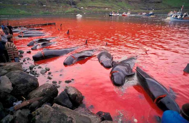 
Cả vùng biển chuyển đỏ thành màu máu cá voi.
