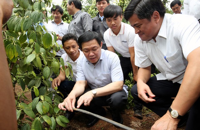 Hình ảnh Phó Thủ tướng luôn sát với thực tế công việc mỗi khi ông đi công tác địa phương - Phó Thủ tướng Vương Đình Huệ xem công nghệ tưới nước tiết kiệm vào gốc cây hồ tiêu tại Gia Lai