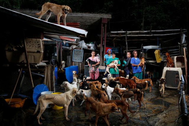 
Một lán tình nguyện với lượng chó hoang ngày một tăng, hình ảnh thương tâm này đang xuất hiện ở nhiều nơi tại Venezuela.

