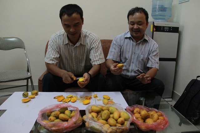Phòng Bảo vệ thực vật thử nghiệm xoài mua từ 3 điểm khác nhau ở Hà Nội. Nguồn ảnh: Thanh Niên.