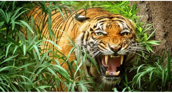 Báo Anh: Việt Nam có thể vượt lên thành con hổ mới của châu Á hay không, hoàn toàn trông chờ vào thời khắc này đây