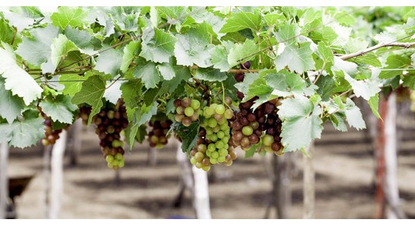 Người Hà Nội rủ nhau trồng nho Ninh Thuận