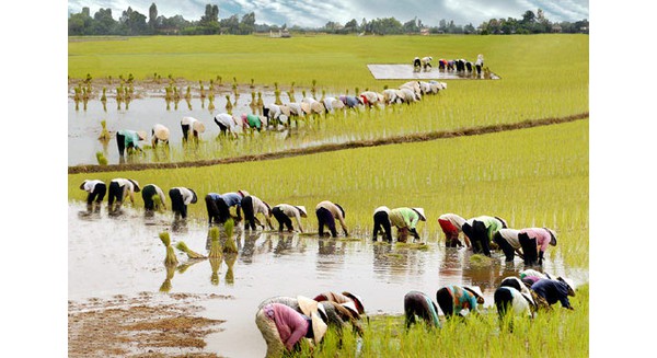 Nền nông nghiệp đang bị doanh nhân Việt bỏ rơi như thế nào?