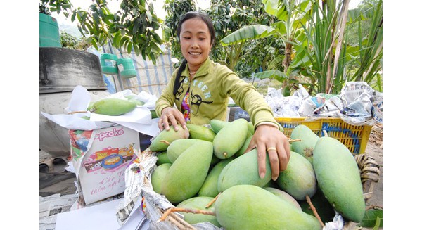 Làng tỷ phú xoài 3 màu miền Tây