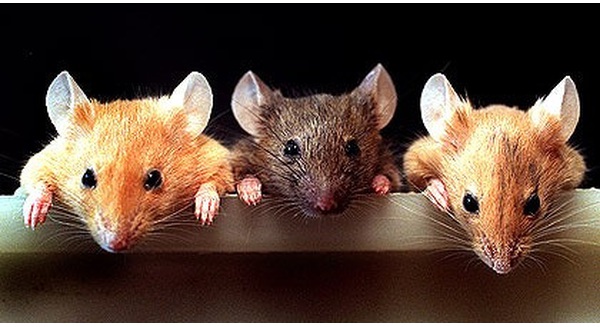 Câu chuyện ba con chuột ăn trộm mỡ: Làm việc nhóm mà không tin nhau thì khác gì kéo nhau cùng chết