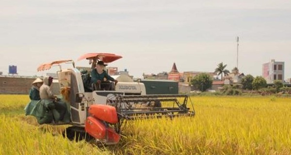 V&#236; sao người Việt lại chọn gạo Campuchia?