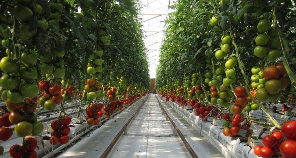 Đây là cách 1 trang trại nằm chơ vơ giữa sa mạc, tưới cây bằng nước biển, nhưng trồng được lượng cà chua đủ cho cả Hà Nội trong 1 tháng