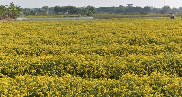 Làng hoa cúc bán theo cân ở Hưng Yên