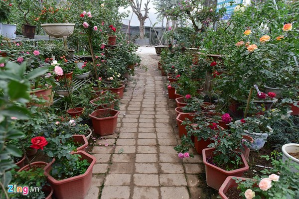 Hoa hồng Thái Lan, Sa Pa giá hàng chục triệu chơi Tết