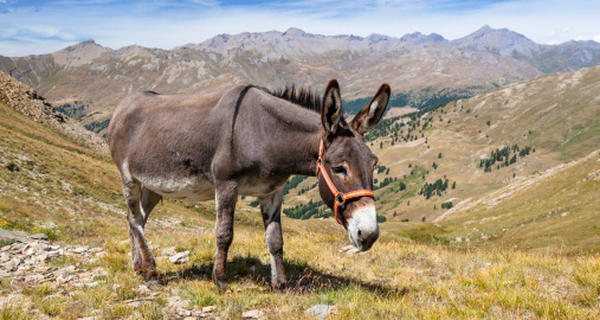 Câu chuyện con lừa ngốc và bài học sống: Ở đời phải biết mình là ai, đừng quá ảo tưởng để rồi thất bại cay đắng!