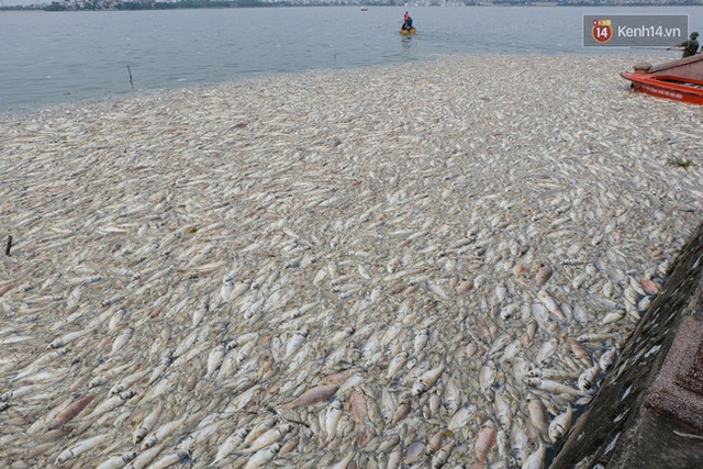 
Cá chết trôi dày đặc đoạn góc hồ đường Nguyễn Đình Thi.
