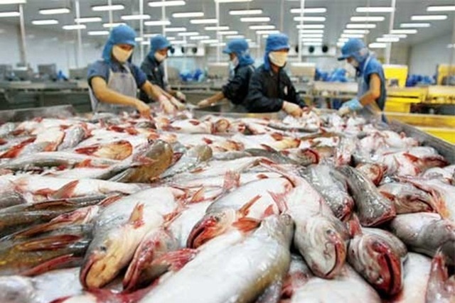 
Năm 2016, xuất khẩu cá tra đạt 1,67 tỷ USD.
