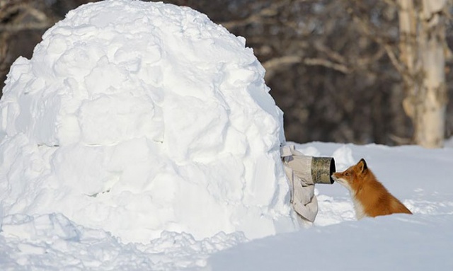Hóa trang thành một đụn tuyết để không bị động vật hoang dã phát hiện.