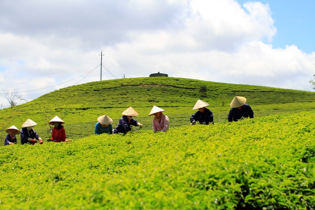 Đồi trà của Cầu Đất Farm.