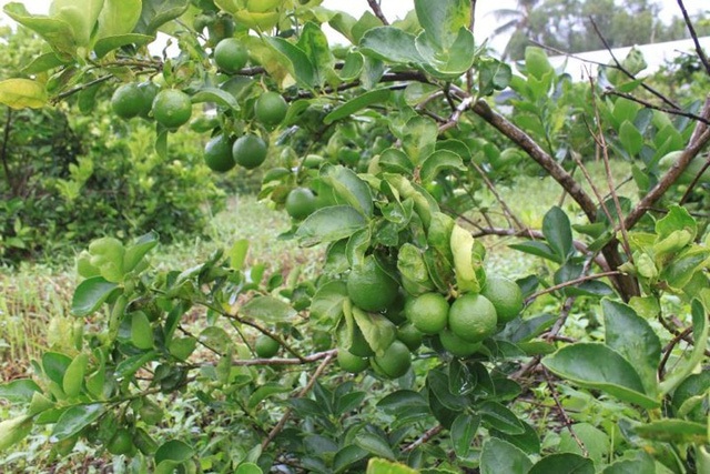 
Chanh không hạt có tên gọi tiếng anh là Persian Lime. Đặc điểm của cây chanh không hạt là cây không gai, thích hợp và sinh trưởng tốt với khí hậu Việt Nam.  Hoa chanh không hạt mọc thành chùm, cánh hoa có màu trắng, dạng quả hơi dài, có vị chua và thơm.(Ảnh: Zing)
