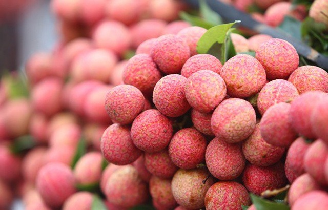 Vải thiều là loại cây ăn quả chủ lực của huyện Lục Ngan
